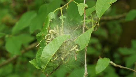 Spindelhermelin-Mottenraupen,-Die-In-Einem-Netz-Zwischen-Zweigen-Und-Blättern-An-Einem-Baum-Kriechen