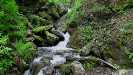 Relaxing-footage-of-a-small-waterfall-flowing-between-mossy-ground-and-green-fern-plants-and-trees-in-a-gorge-with-stones-lying-in-the-creek