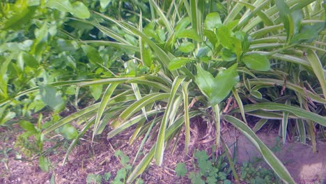 Pflanze-Nahaufnahme-Mit-Schmutz-Und-Gras