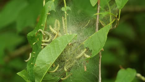 Spindelhermelin-Mottenraupen,-Die-In-Einem-Netz-Zwischen-Zweigen-Und-Blättern-An-Einem-Baum-Kriechen---Nahaufnahme