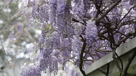 Purple-flower-petals-cascading-off-branches,-low-angle