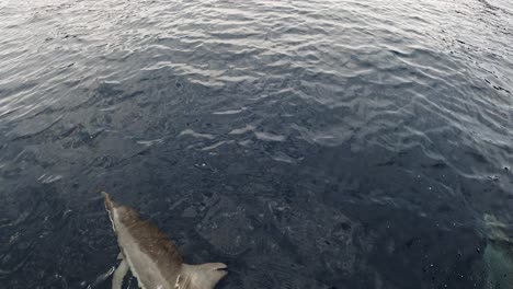 Delfines-Giradores---Nadando-Frente-Al-Barco---Japón