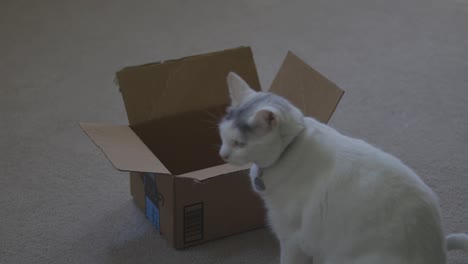 Katze-Und-Eine-Kleine-Kiste