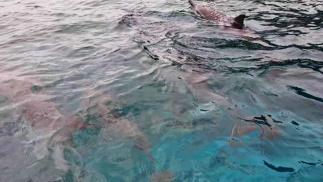 Delfines-Giradores---Justo-Debajo-De-Las-Olas---Nadando-Libremente