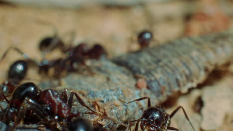 Black-garden-ant-colony-work-together-to-move-object,-extreme-close-up