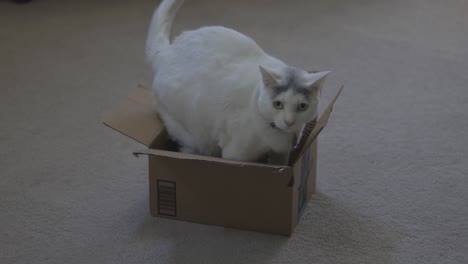 How-a-cat-gets-settled-in-a-tiny-box-it-barely-fits-in-4k