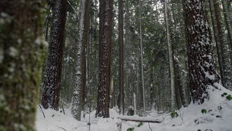Snow-falls-from-fir-trees-in-winter-forest-scene,-British-Colombia,-Canada