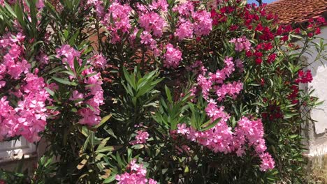 Mediterrane-Gartennahaufnahme-Mit-Violettem-Und-Rosafarbenem-Bougainvillea-Blumenbusch-Mit-Und-Rotem-Ziegeldachhintergrund-In-4k-An-Einem-Windigen-Tag