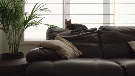 cat-resting-by-the-couch,-looking-around-for-a-fly