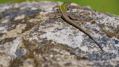 Iberian-Wall-Lizard-resting-in-a-rock-at-sun