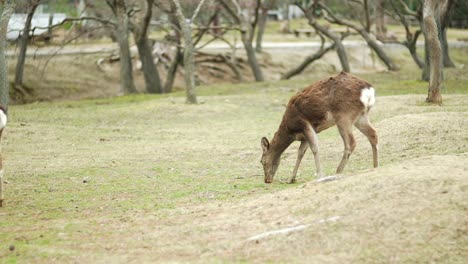 Gruppe-Junger-Hirsche,-Die-Gras-Im-Nara-Park-Fressen