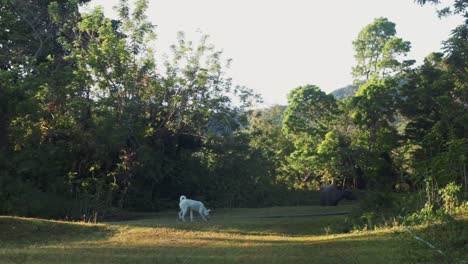 Dog-and-Carabao-at-Barangay-Patag-Mt