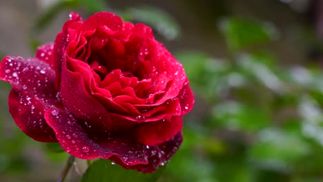 Red-rose-flower-with-beautiful-petals-covered-in-dew-droplets-on-green-blurry-background-of-garden,-pan-shot