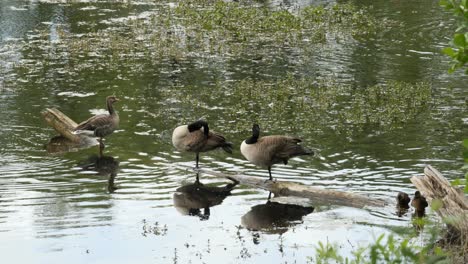 Canada-Geese-and-Greylag-Goose-sitting-on-a-collapsed-Tree-Trunk-in-a-Lake