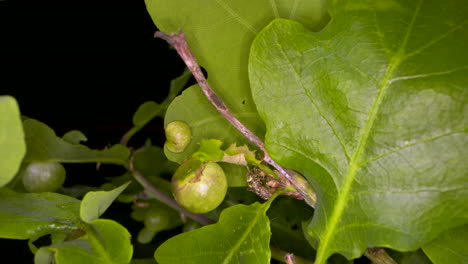 A-gall-wasp-located-between-the-young-leaves-of-an-oak-tree-creating-galls