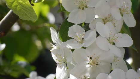 White-cherry-blossom-petals-blowing-in-sunny-garden-breeze