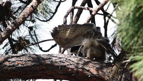 An-owlet-on-a-tree-branch-spreads-its-wings