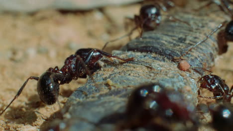 Black-garden-ants-work-together-to-move-and-lift-and-object,-macro-shot