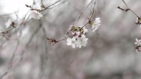 White-cherry-blossoms-and-bulbs-on-branch,-close-up