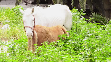 a-skinny-and-dirty-white-horse-and-a-brown-donkey-eating-grass-on-abandoned-land