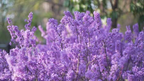 Purple-Sakura-Flowers-Blooms-Beautifully-On-The-Graden-At-The-City-Park-In-Kyoto,-Japan