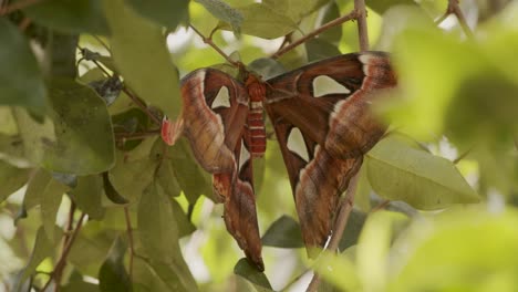 Rothschildia-Lebeau-Butterfly,-Known-As-Lebeau's-Silkmoth,-On-The-Tree-Leaves---Closeup-Shot