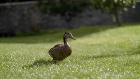 Slow-Motion-Tracking-Shot-Wild-Duck-Walking-Gracefully-in-Green-Grass
