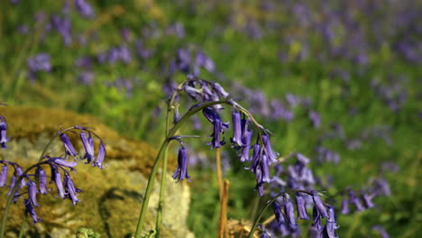 Time-lapse-of-English-Bluebells-moving-gently-in-woodland-on-a-spring-day