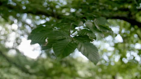Close-Up-Ash-Tree-Green-Leaves-Gently-Waving-in-the-Wind-in-Glenfinnan