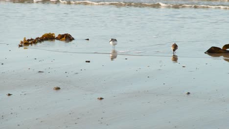 Sanderlings-running-and-feeding-on-a-sandy-beach