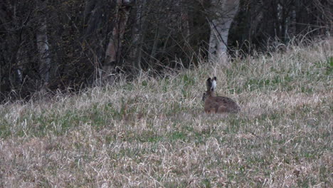 Brown-European-hare-eating-grass-in-a-field-at-dusk