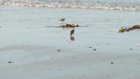 Sanderlings-Corriendo-Y-Alimentándose-En-Una-Playa-De-Arena