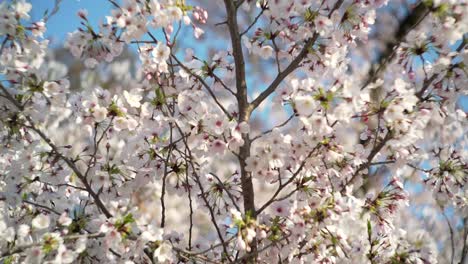 Stunning-Sakura-Blossoms-In-Kyoto,-Japan-On-A-Sunny-Day---closeup-panning-shot