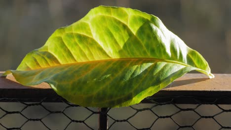 Macro-Shot-Of-A-Green-Leaf-Falling-Down-From-The-Steel-Fence