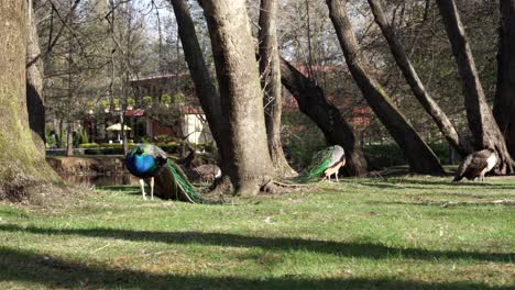 Beautiful-peacocks-grazing-on-green-grass-of-meadow-on-quiet-park-surrounded-by-old-trees-on-a-sunny-spring-day