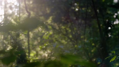 Shallow-focus-detail-of-spider-on-web-in-forest,-sunlight-shining-through-leaves