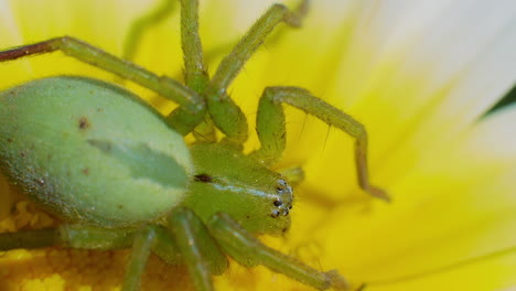 Green-huntsman-spider-with-long-legs-rests-on-yellow-flower,-macro-detail-above