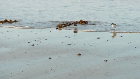 Wilde-Seevögel,-Die-An-Einem-Sandstrand-Fressen