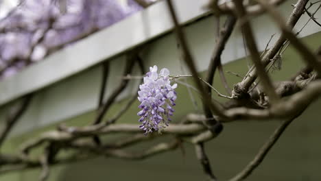 Purple-blossoming-flowers-hanging-on-barren-branch,-close-up