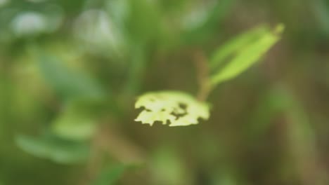 A-shallow-depth-of-field-pan-shot-of-a-singular-leaf-of-a-plant-that-has-been-eaten-by-insects-in-a-garden-surrounded-by-natural-foliage-and-vegetation