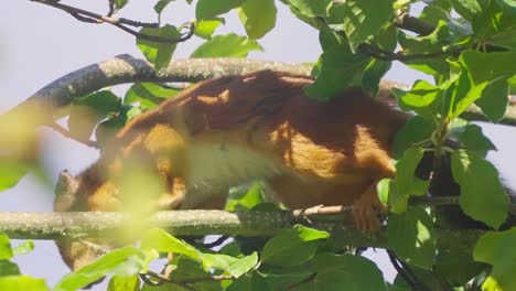 Nahaufnahme-Eines-Niedlichen-Eichhörnchens,-Das-Nüsse-Auf-Einem-Baum-Isst,-Versteckt-Hinter-Blättern