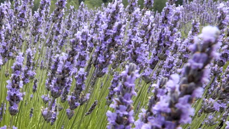 Closeup-of-Lavender-Flower-Plants-Swaying-in-the-Breeze