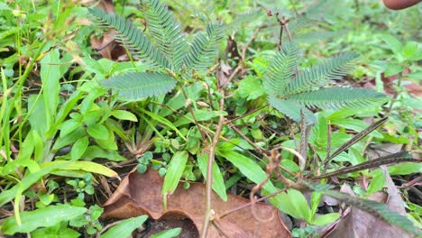 Finger-Touching-Mimosa-Pudica-Plant-And-it-Closing-Up