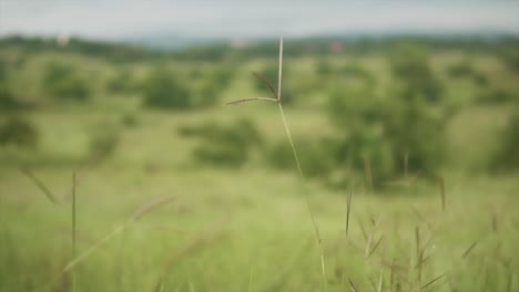 An-establishing-pan-shot-focused-on-the-blades-of-grass-in-the-foreground-with-a-bokeh-natural-vibrant-green-landscape-in-the-background,-India
