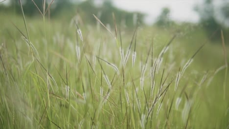 A-close-up-shot-of-blades-of-natural-Sewan-Grass-in-a-field,-a-native-green-grass-of-India-that-thrives-in-hot-arid-climates,-India