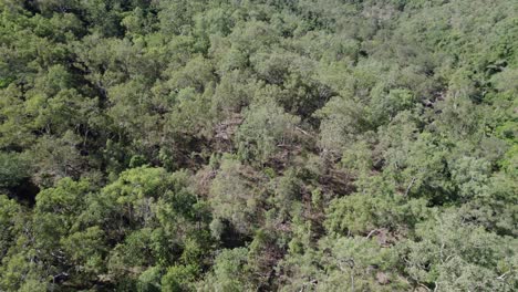 Drohne-Steigt-An-Einem-Sonnigen-Tag-In-Qld,-Australien,-über-Die-Bäume-Im-Paluma-Range-Nationalpark-Auf