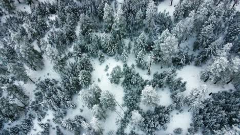Dramatic-Overhead-scene-of-snow-covered-trees-in-a-canadian-forest,-Young-vegetation,-older-pine-and-spruce