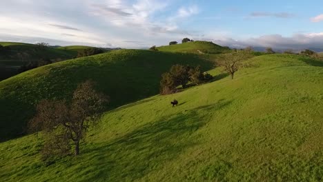 Drone-Flying-Over-Horse-Walking-Down-Green-Rolling-Hills-on-a-Sunny-Beautiful-Day