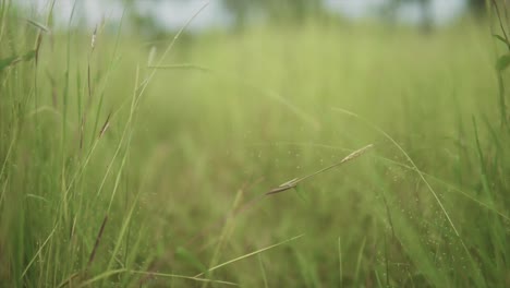 A-macro-shallow-depth-of-field-shot-of-overgrown-Bermuda-grass-tilting-up-to-reveal-the-bokeh-background-of-the-surrounding-field-and-exposed-treetops,-India