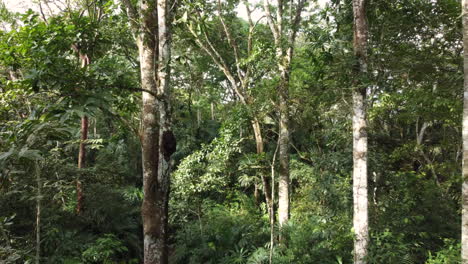 Entering-trees-and-vegetation-in-rainforest